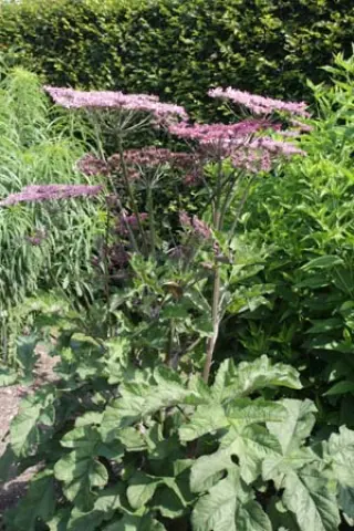 Heracleum spondylium 'Pink Cloud'