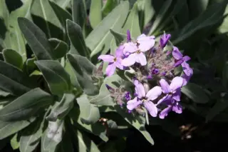 Hesperis kotschyi