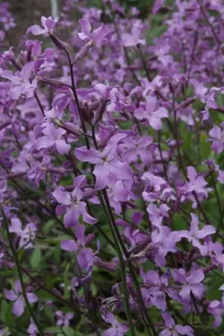 Hesperis laciniata