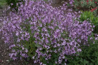 Hesperis laciniata