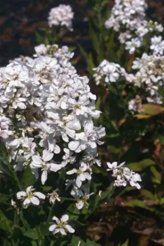 Hesperis matronalis 'Alba Pleno'