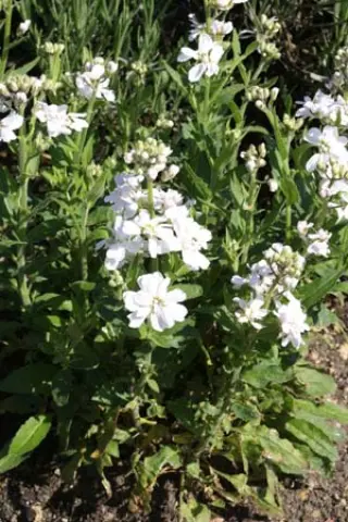 Hesperis matronalis 'Alba Pleno'