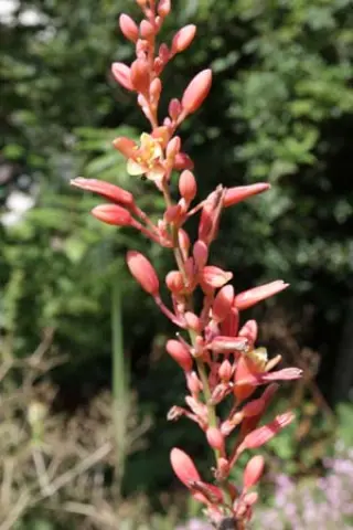 Hesperaloe parviflora