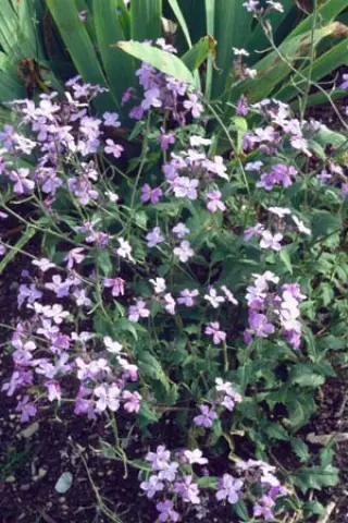 Hesperis steveniana