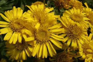 Heterotheca campora glandulissima