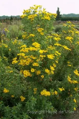Heterotheca campora glandulissima