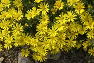 Heterotheca jonesii