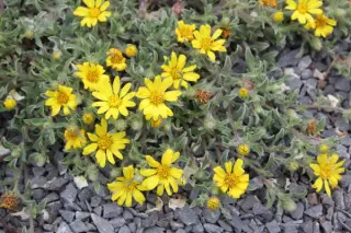 Heterotheca jonesii