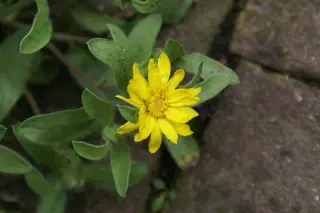 Heterotheca pumila