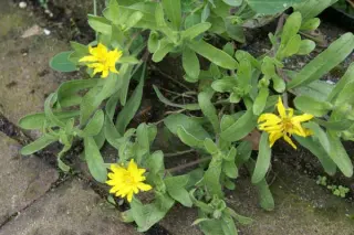 Heterotheca pumila