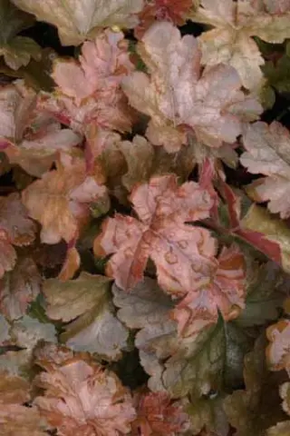 Heucherella 'Birthday Cake'