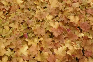 Heuchera 'Caramel'