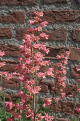 Heuchera 'Chique'