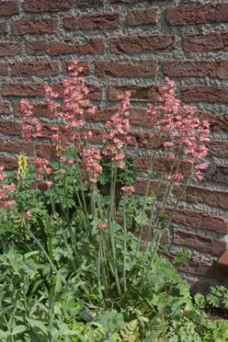 Heuchera 'Chique'