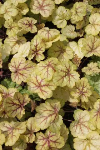 Heuchera 'Circus'