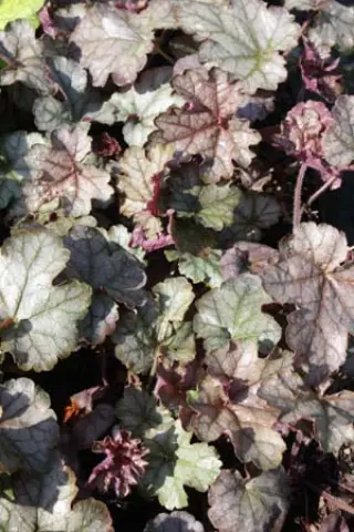 Heucherella 'Cracked Ice'