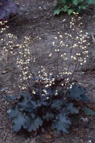 Heuchera 'Ebony & Ivory'