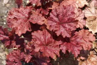 Heuchera 'Encore'
