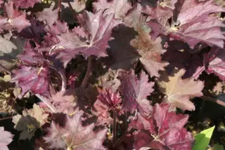 Heuchera 'Frosted Violet'