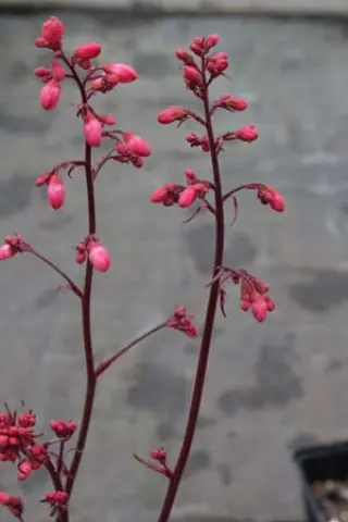 Heuchera 'Glitter'