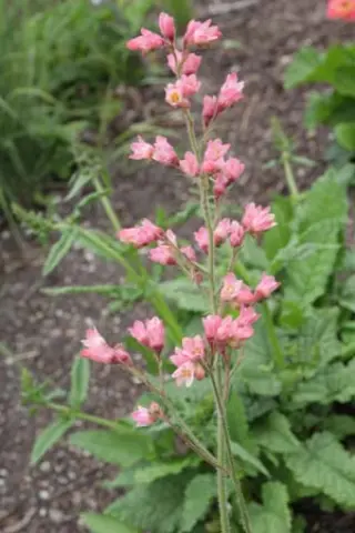 Heuchera 'Hyperion'