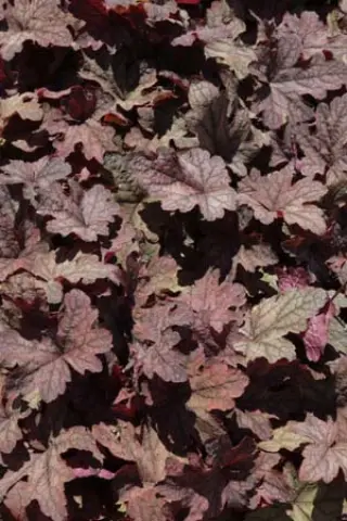 Heucherella 'Infinity'