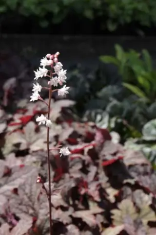 Heucherella 'Infinity'