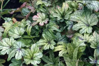 Heucherella 'Kimono'