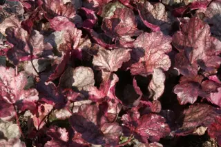 Heuchera 'Magnum'