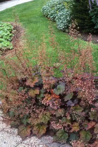 Heuchera micrantha 'Purple Ace'