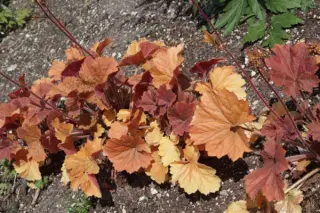 Heuchera 'Northern Exposure Amber''