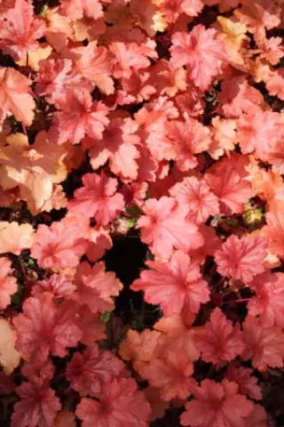 Heuchera 'Paprika'