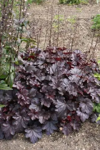 Heuchera 'Plum Pudding'
