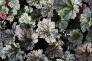 Heuchera 'Rave On'