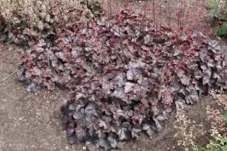 Heuchera 'Regina'