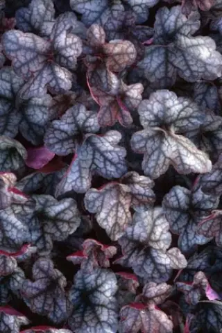 Heuchera 'Regina'