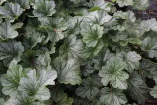 Heuchera 'Rex Peppermint'