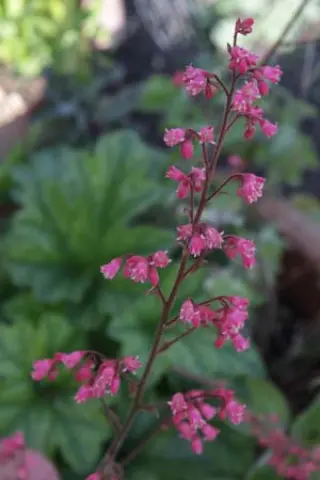 Heuchera 'Rex Peppermint'