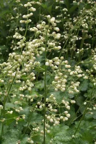 Heuchera sanguinea 'Alba'