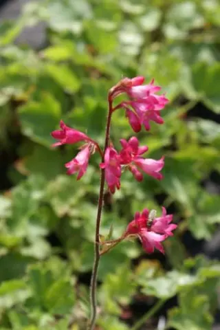 Heuchera sanguinea pulchra