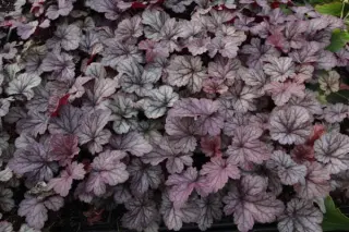 Heuchera 'Silver Gumdrop'