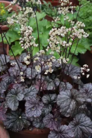 Heuchera 'Silver Gumdrop'