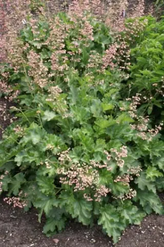 Heuchera 'Strawberry Swirl'