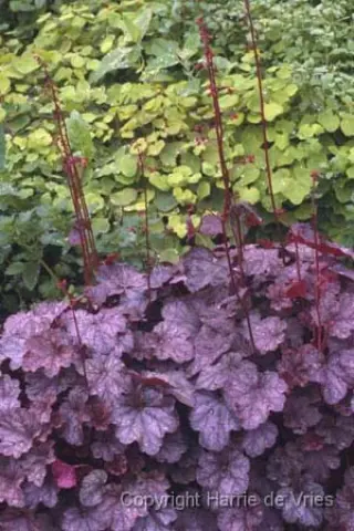Heuchera 'Swirling Fantasy'