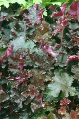 Heuchera 'Velvet Night'