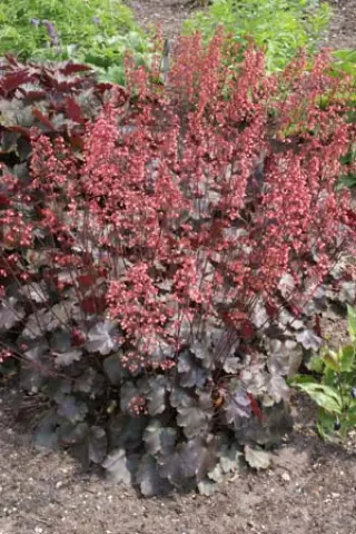 Heuchera 'Vesuvius'
