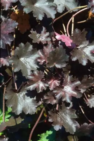 Heuchera 'Vesuvius'