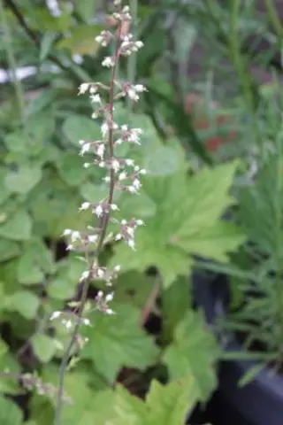 Heuchera villosa arkansana