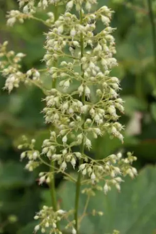 Heuchera villosa