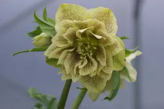 Helleborus x 'Lichtgeel Spikkel Driedub.'